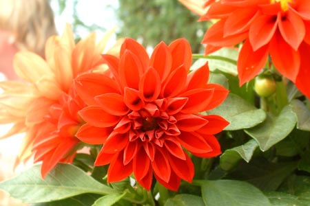 Red_Flower