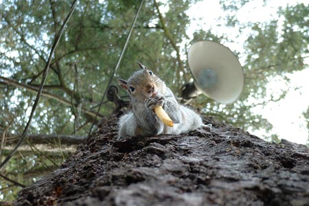 Squirrel_Fry_1